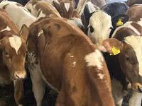 牛（ロット、性別未指定）, Simmental cattle — 写真 6