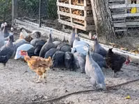 Guinea fowl — फ़ोटो 7