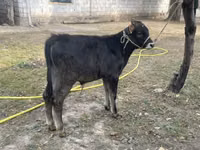 காளை, Swiss cattle — புகைப்படம் 2