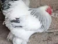 Silkie — zdjęcie 6
