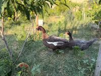 Hausente — Foto 3