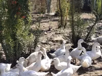 Ducks — photo 1