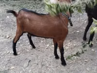 Ziegen (Partie, Geschlecht nicht angegeben), Alpine goat — Foto 2