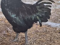 Australorp — foto 7