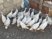 Turkeys — foto 4