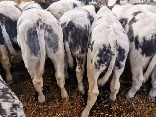Bovins (lot, sexe non indiqué), Russian Black pied cattle