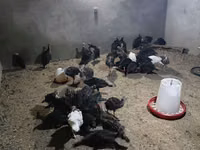 Turkeys — foto 4