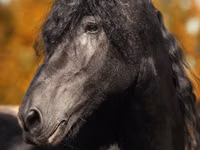 ცხენი, Friesian — ფოტო 1