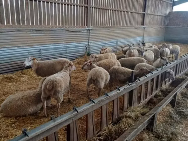 பெண் ஆடு, Rouge de l’Ouest sheep