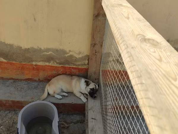Salam zvanokdu yaş yoxdu hele boyu bunan artiq olmur dişidi seskuylu