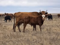 Toro, Vaca kazaja de cabeza blanca — foto 2