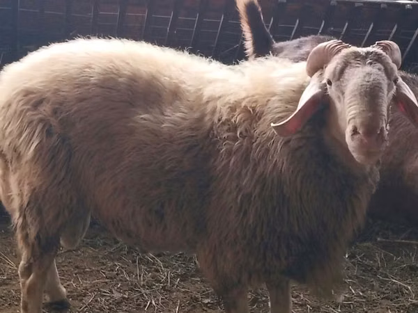 Қошқар, Assaf sheep