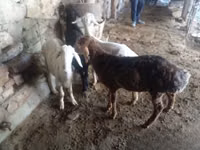 ვერძი, Rhon sheep — ფოტო 4