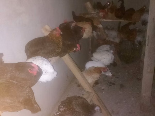 Chickens — அசர்பைஜான்