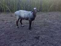 ஆண் ஆடு, Blackheaded Persian sheep — புகைப்படம் 2