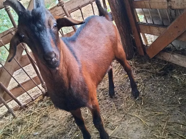 ஆண் வெள்ளாடு, Nubian Goat
