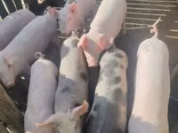 Schweine (Partie, Geschlecht nicht angegeben), Schweine — Foto 1