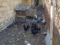 Chickens — 写真 2
