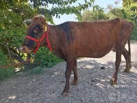 Krava, Skot — foto 1