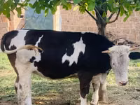 Krava, Simmental cattle — foto 1