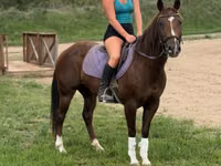 Égua, Quarter Horse — foto 4