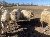 ვერძი, Merino sheep — ფოტო 1