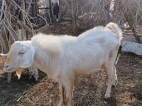Oğlak, Saanen goat — foto 2
