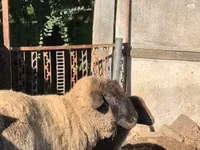 Қойлар (топ, жынысы көрсетілмеген), Cameroon sheep — 2-сурет