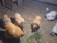 Brahma — foto 4