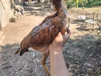Chickens — foto 4