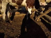 பசு, Simmental cattle — புகைப்படம் 3