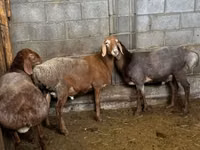 Qoʻy, Katum sheep — 3-rasm
