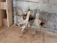 Chickens — zdjęcie 1
