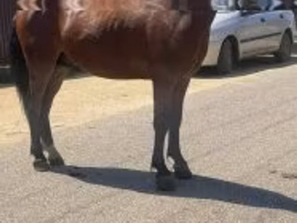 母马, Horses