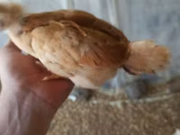Chickens — zdjęcie 2