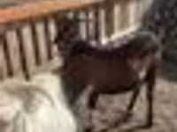 ஆண் வெள்ளாடு, Nubian Goat — புகைப்படம் 3
