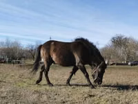 Айғыр, Hucul pony — 1-сурет