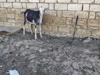 Koza, Kozy — foto 3