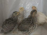 Quails — foto 1
