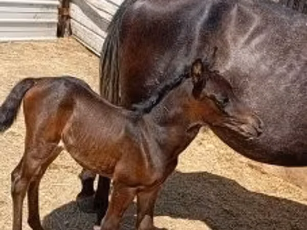 Jument, Chevaux