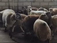 绵羊（批次，未指定性别）, Sheep — 照片 2