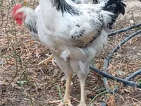 Chickens — Foto 3