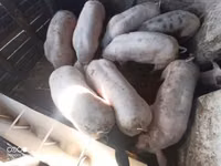 خنزيرة, الخنازير — الصورة 1