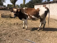 Krowa, Simmental cattle — zdjęcie 1
