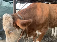 İnek, Simmental cattle — foto 2