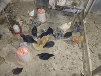 Australorp — photo 3