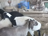 كبش, Rhon sheep — الصورة 2