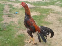 Chickens — الصورة 1