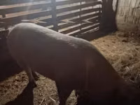 Locha, Świnie — zdjęcie 1