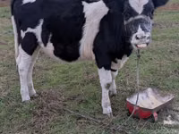 Krowa, Russian Black pied cattle — zdjęcie 3